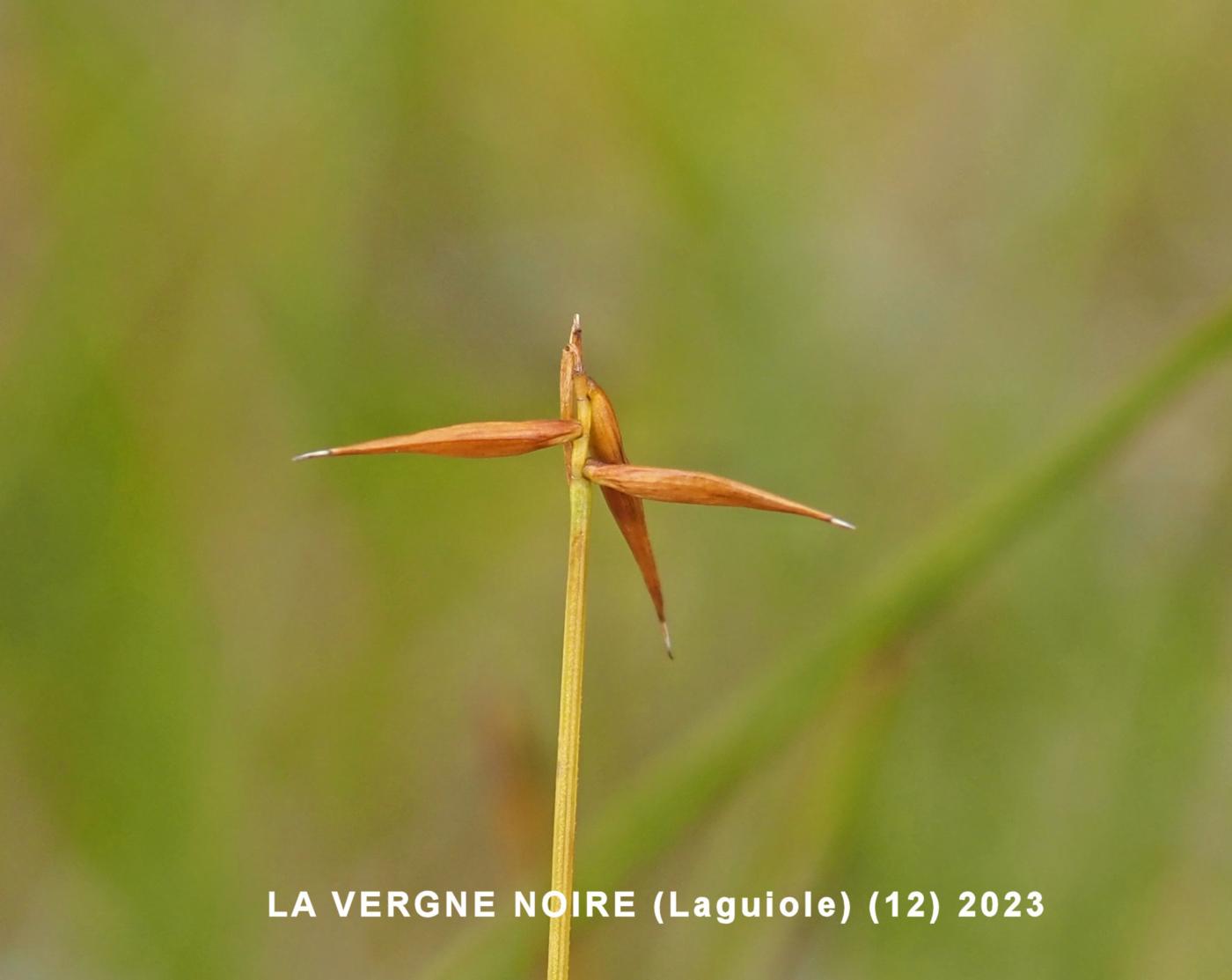 Sedge, Few-flowered fruit